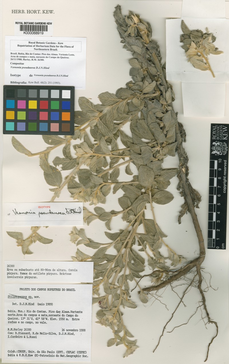 Lepidaploa pseudaurea photo 3