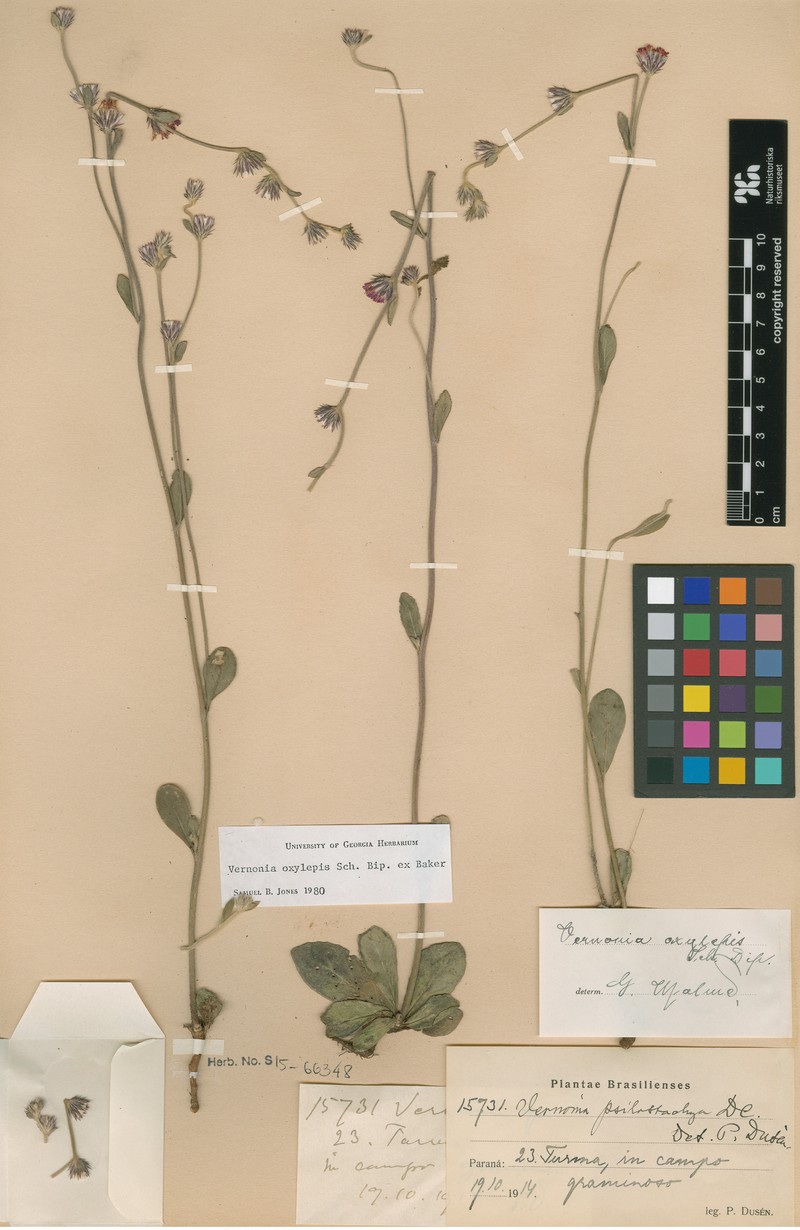 Lepidaploa psilostachya photo 3