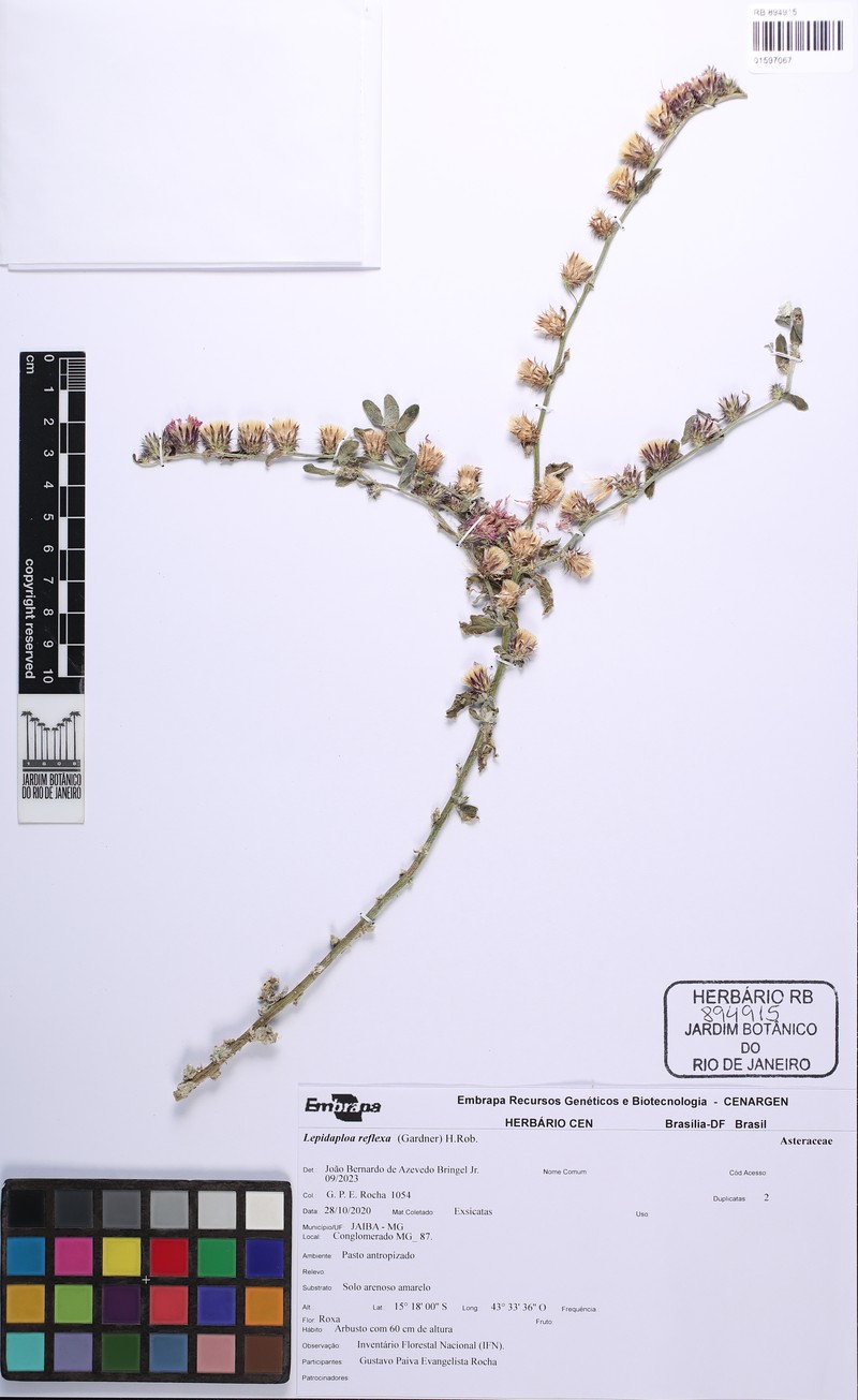 Lepidaploa reflexa