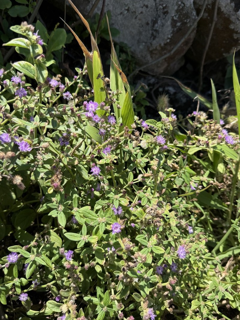 Lepidaploa remotiflora