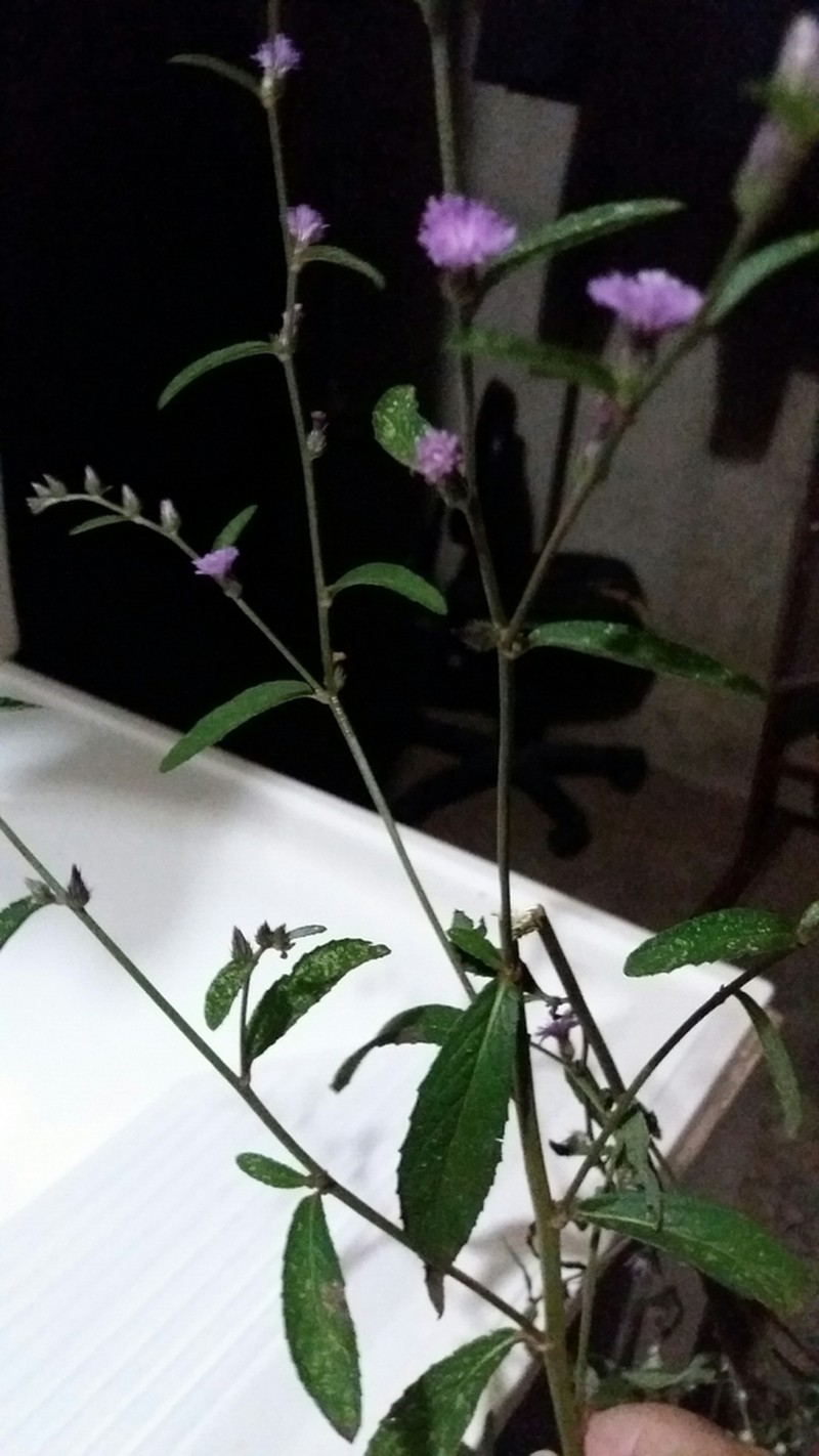 Lepidaploa remotiflora photo 2
