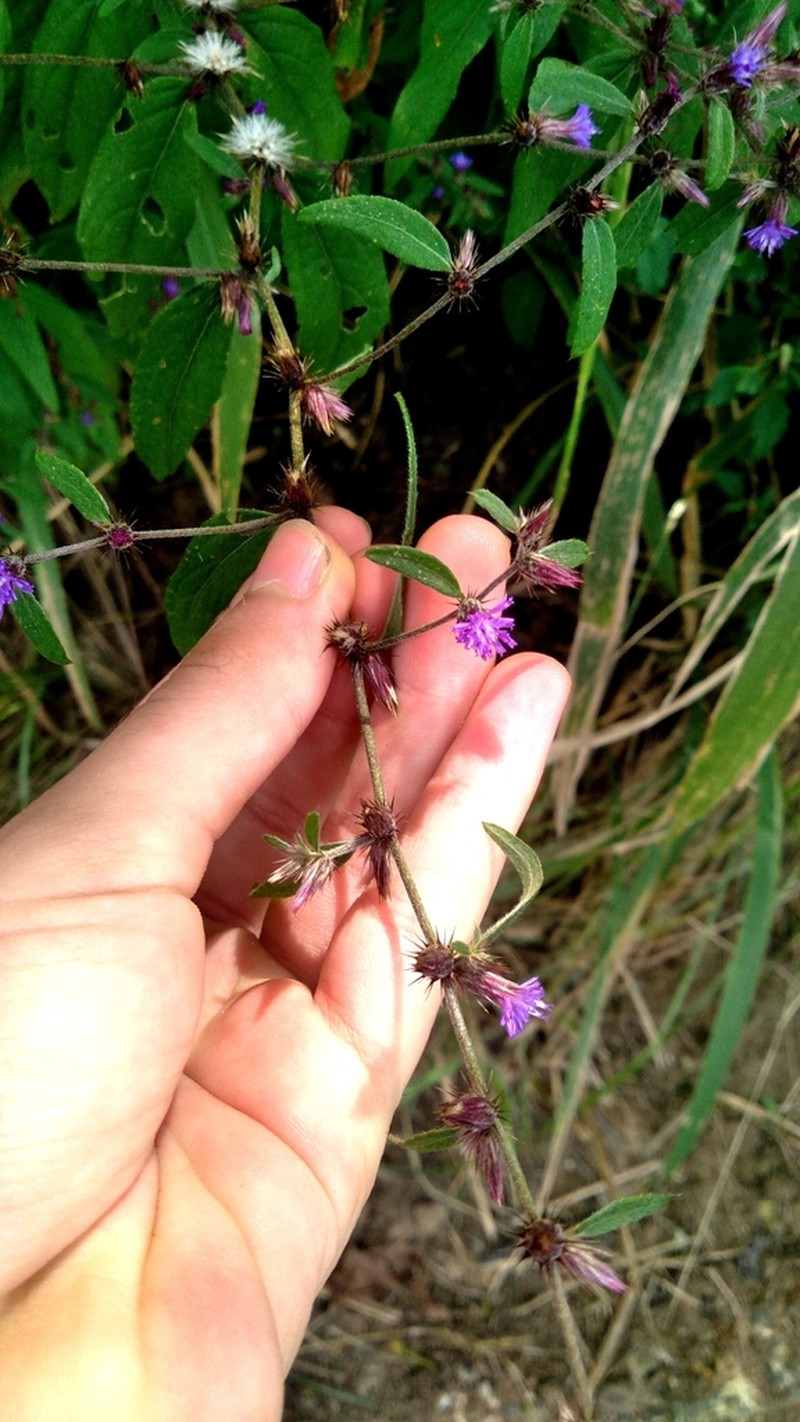 Lepidaploa remotiflora photo 3