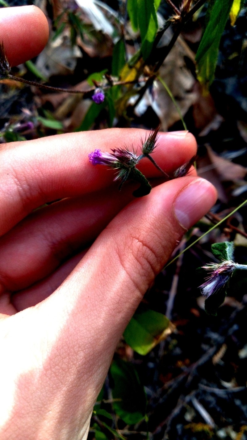 Lepidaploa remotiflora photo 6