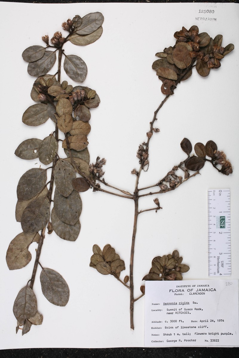 Lepidaploa rigida