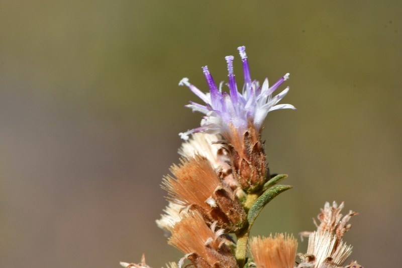 Lepidaploa rufogrisea