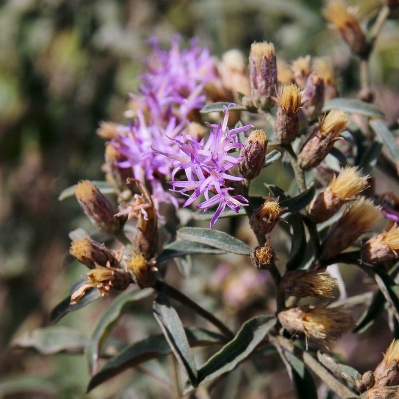 Lepidaploa rufogrisea photo 2