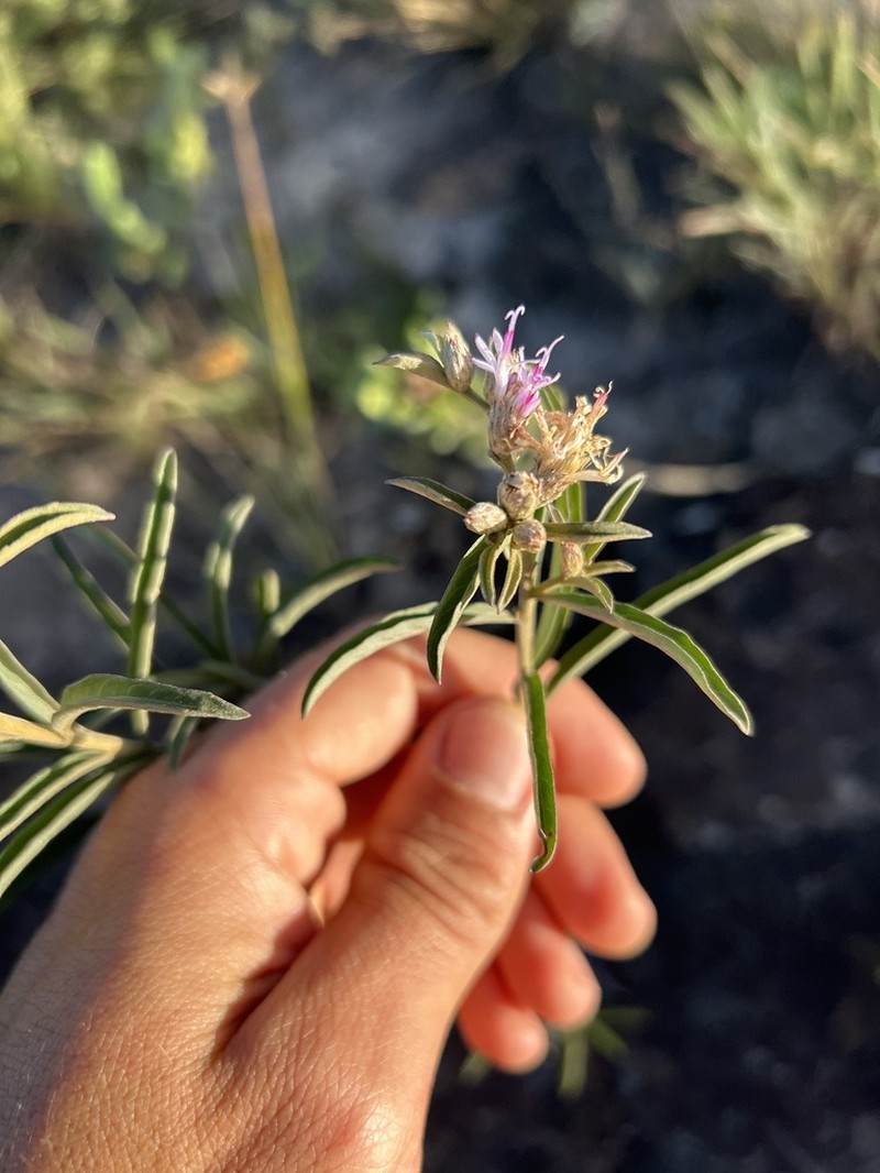 Lepidaploa rufogrisea photo 3