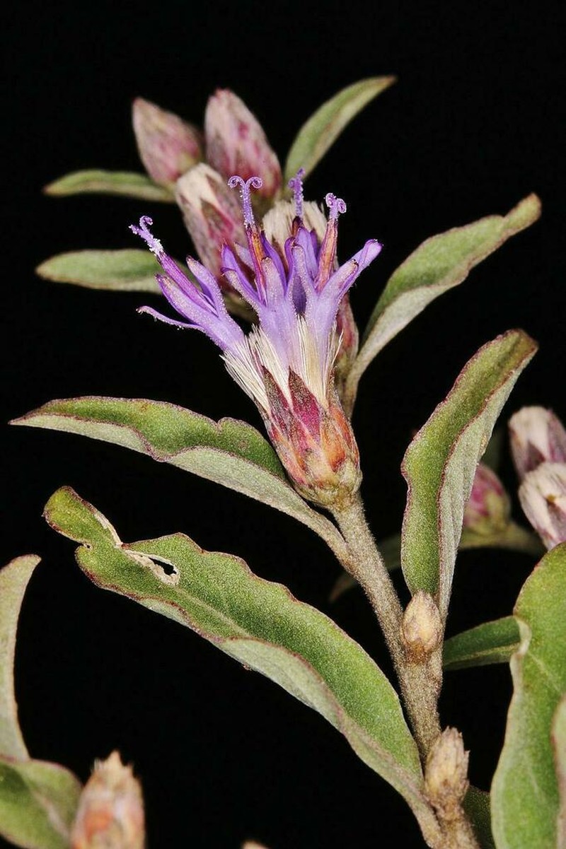 Lepidaploa rufogrisea photo 6
