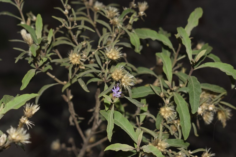 Lepidaploa rufogrisea photo 8