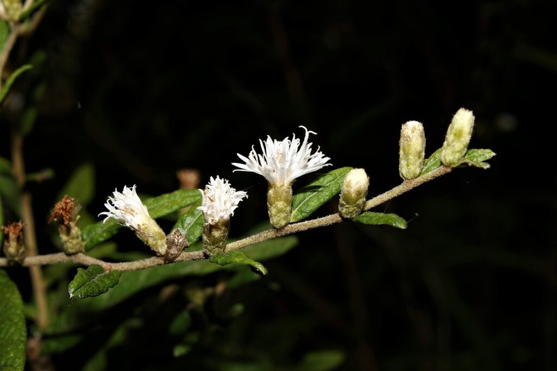 Lepidaploa sagrana