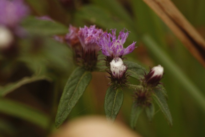 Lepidaploa salzmannii