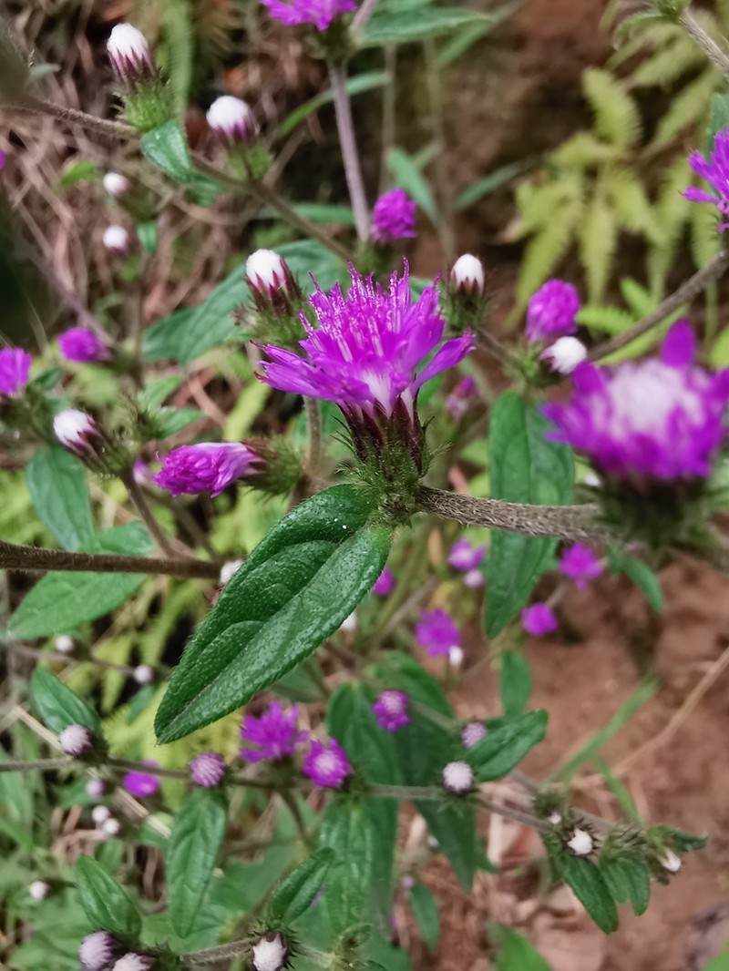 Lepidaploa salzmannii photo 2