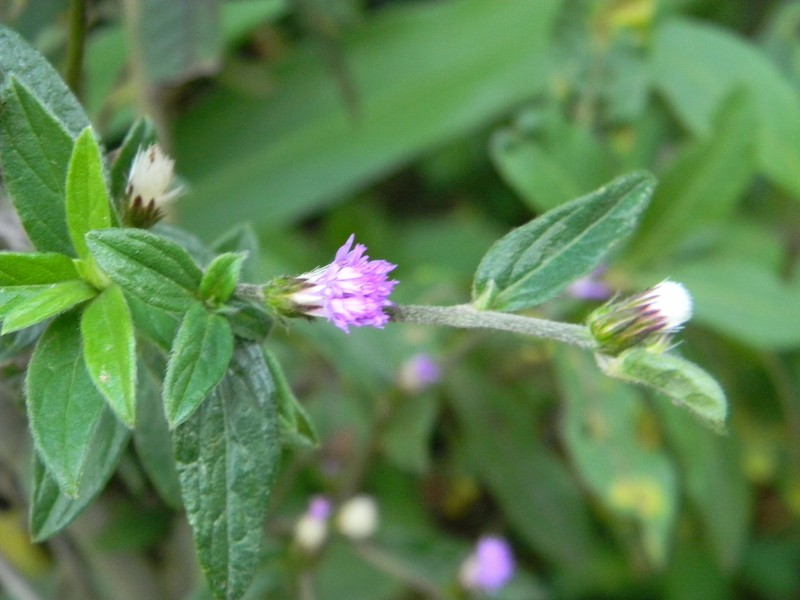 Lepidaploa salzmannii photo 3