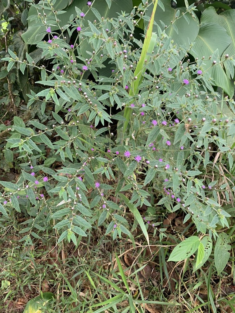 Lepidaploa salzmannii photo 5