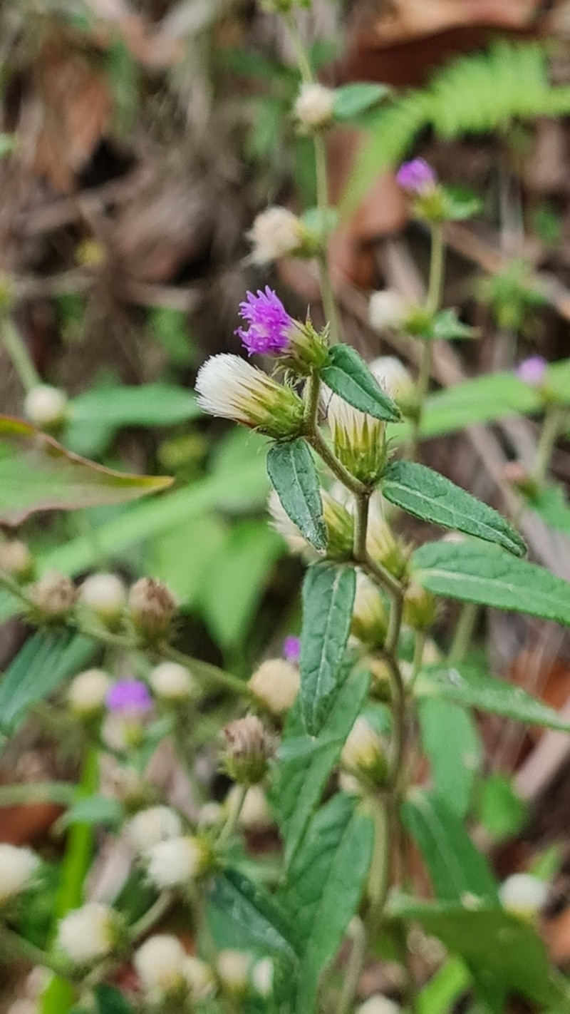 Lepidaploa salzmannii photo 6