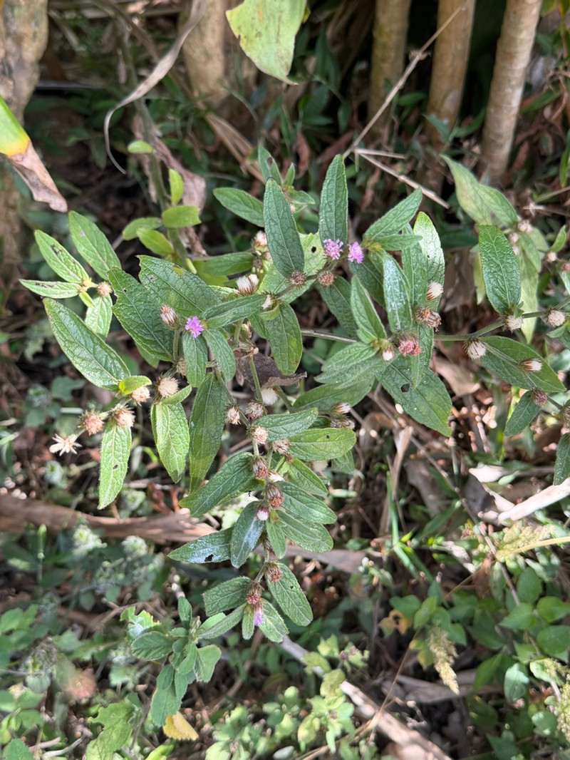 Lepidaploa salzmannii photo 7