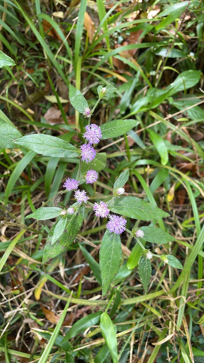 Lepidaploa salzmannii photo 8