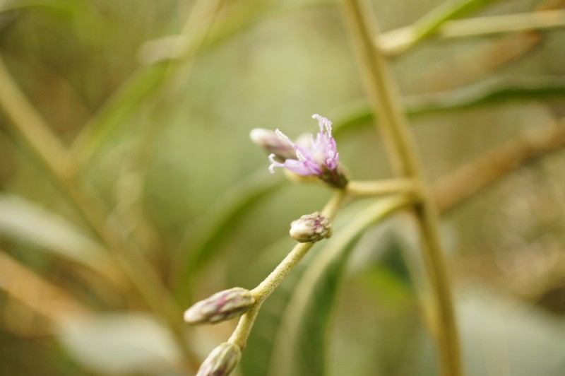 Lepidaploa sclareifolia