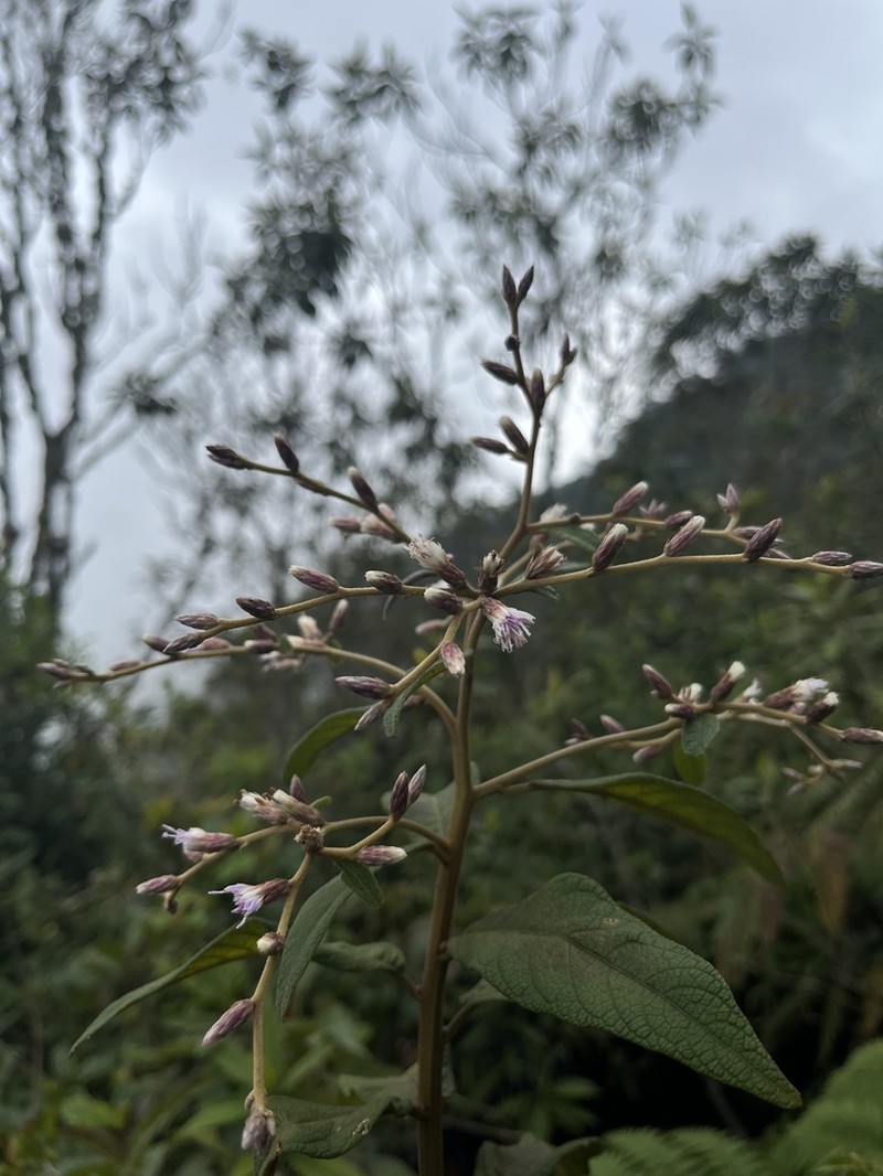 Lepidaploa sclareifolia photo 2