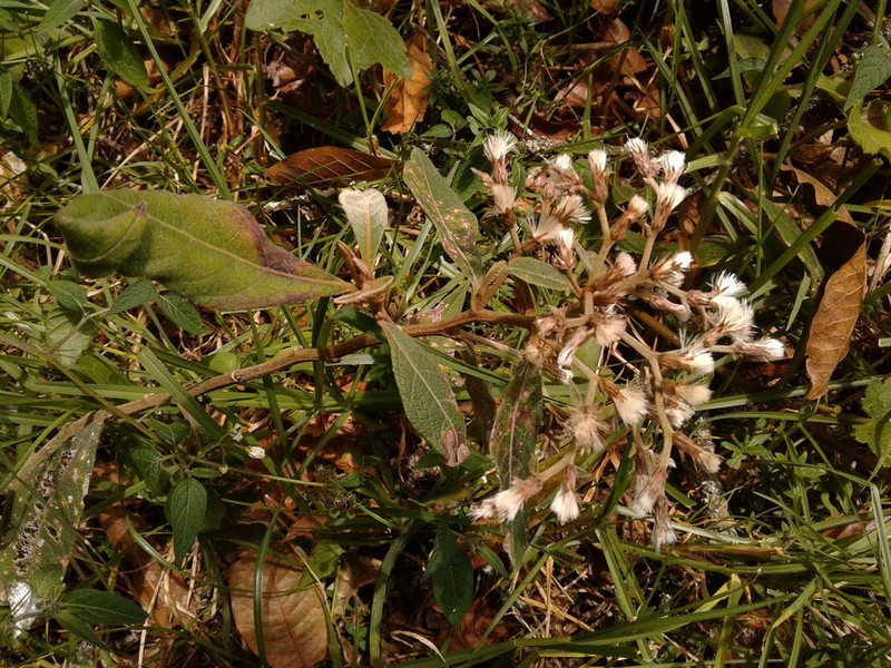 Lepidaploa sclareifolia photo 3