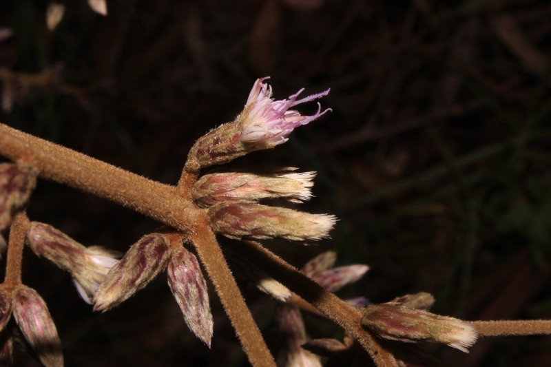 Lepidaploa sclareifolia photo 4