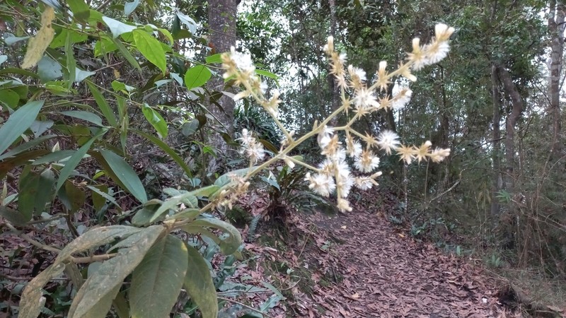 Lepidaploa sclareifolia photo 5