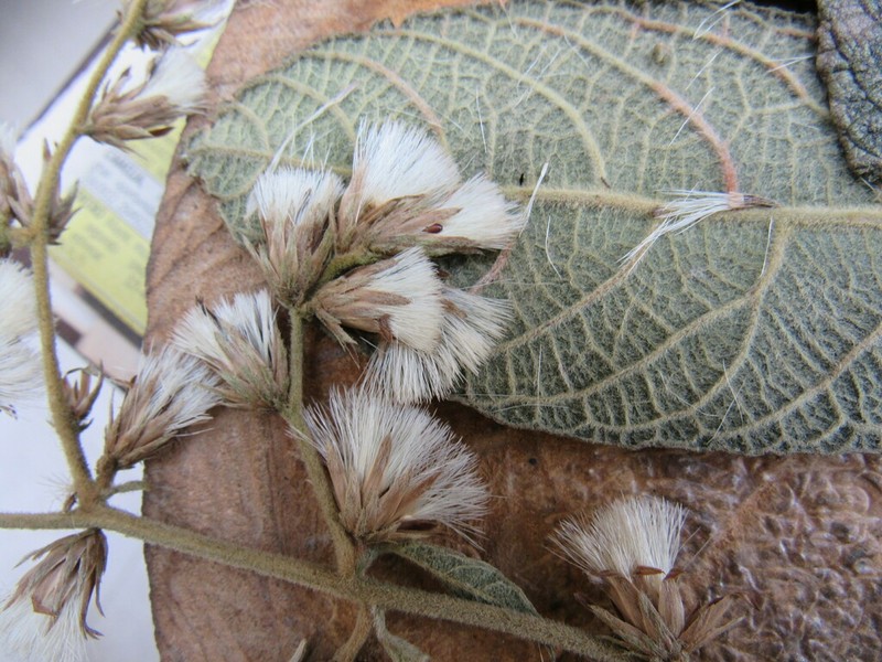 Lepidaploa sclareifolia photo 6