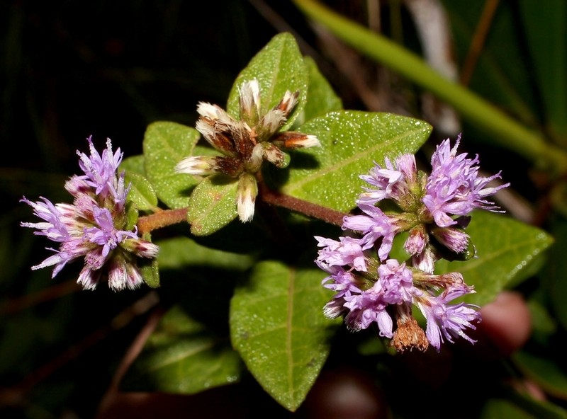 Lepidaploa segregata