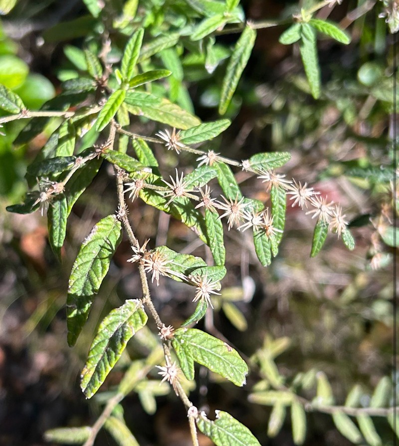 Longshoot