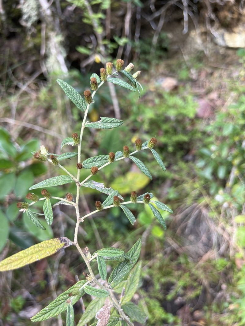 Longshoot photo 2