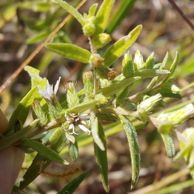 Longshoot photo 3