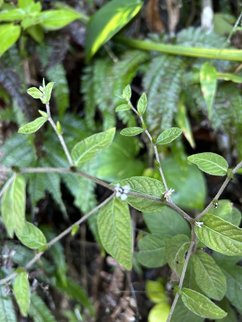Longshoot photo 4