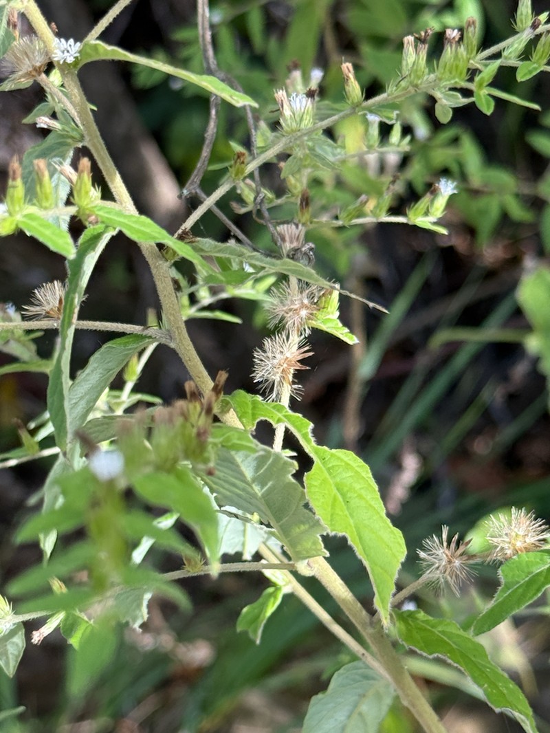 Longshoot photo 5