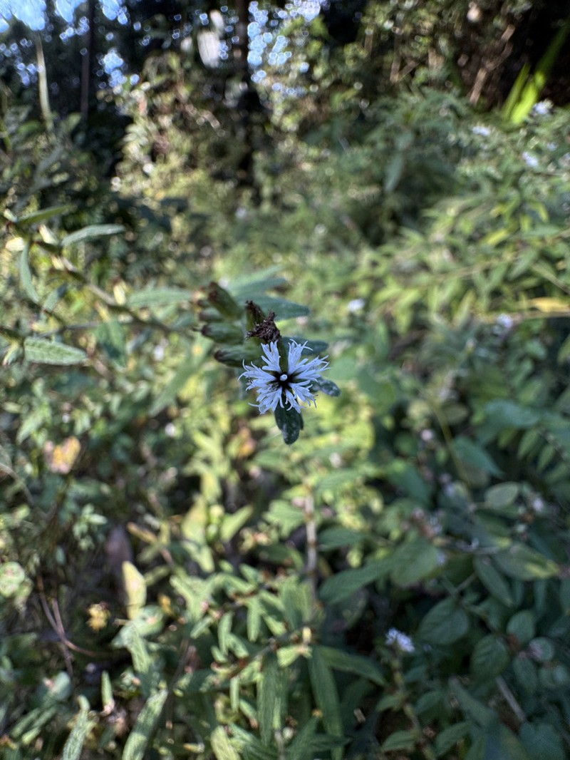 Longshoot photo 6