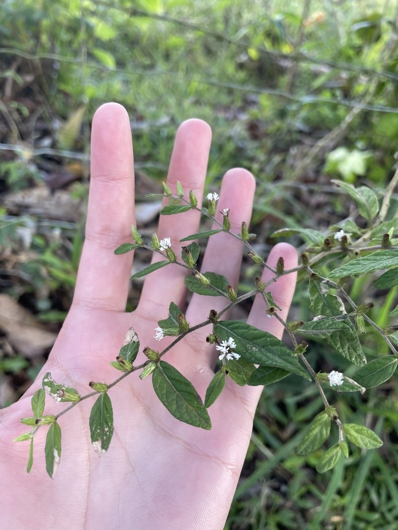 Longshoot photo 7