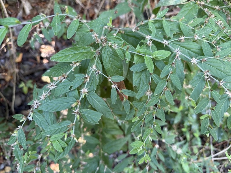 Longshoot photo 8