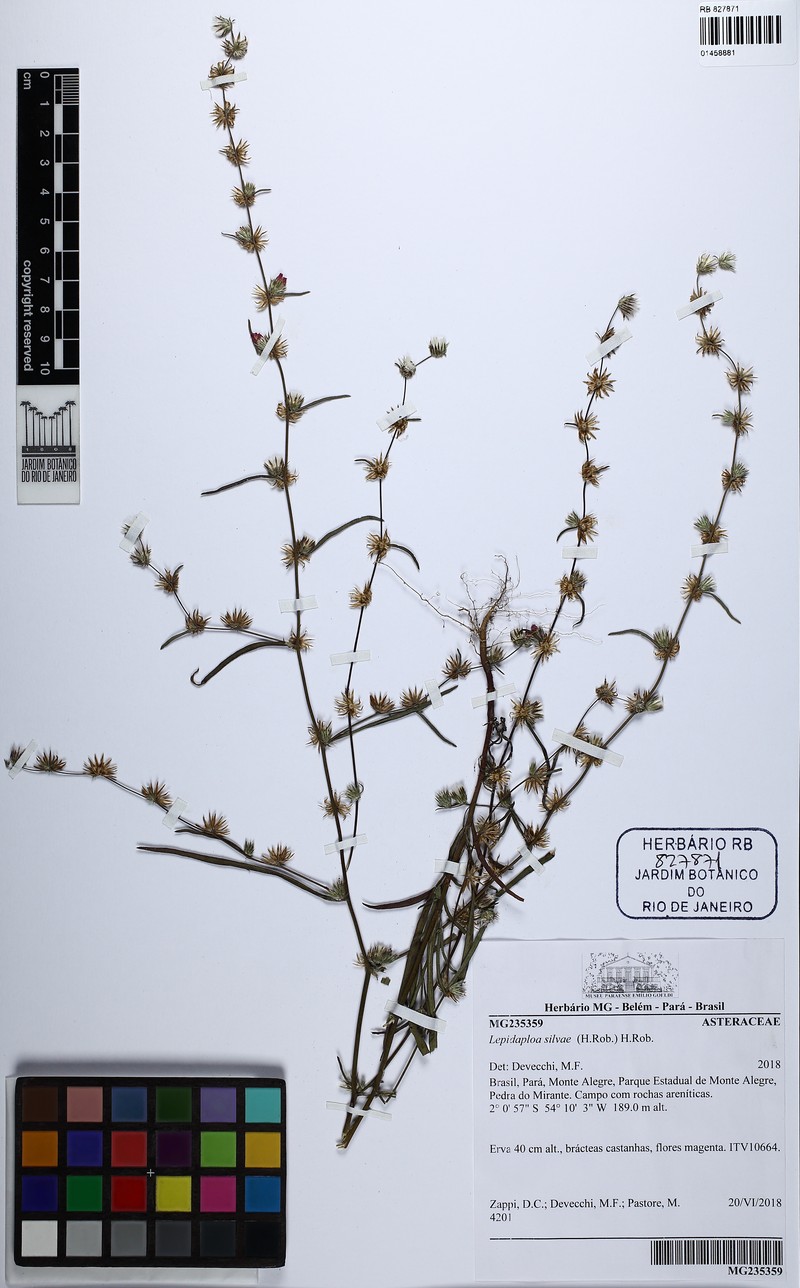 Lepidaploa silvae