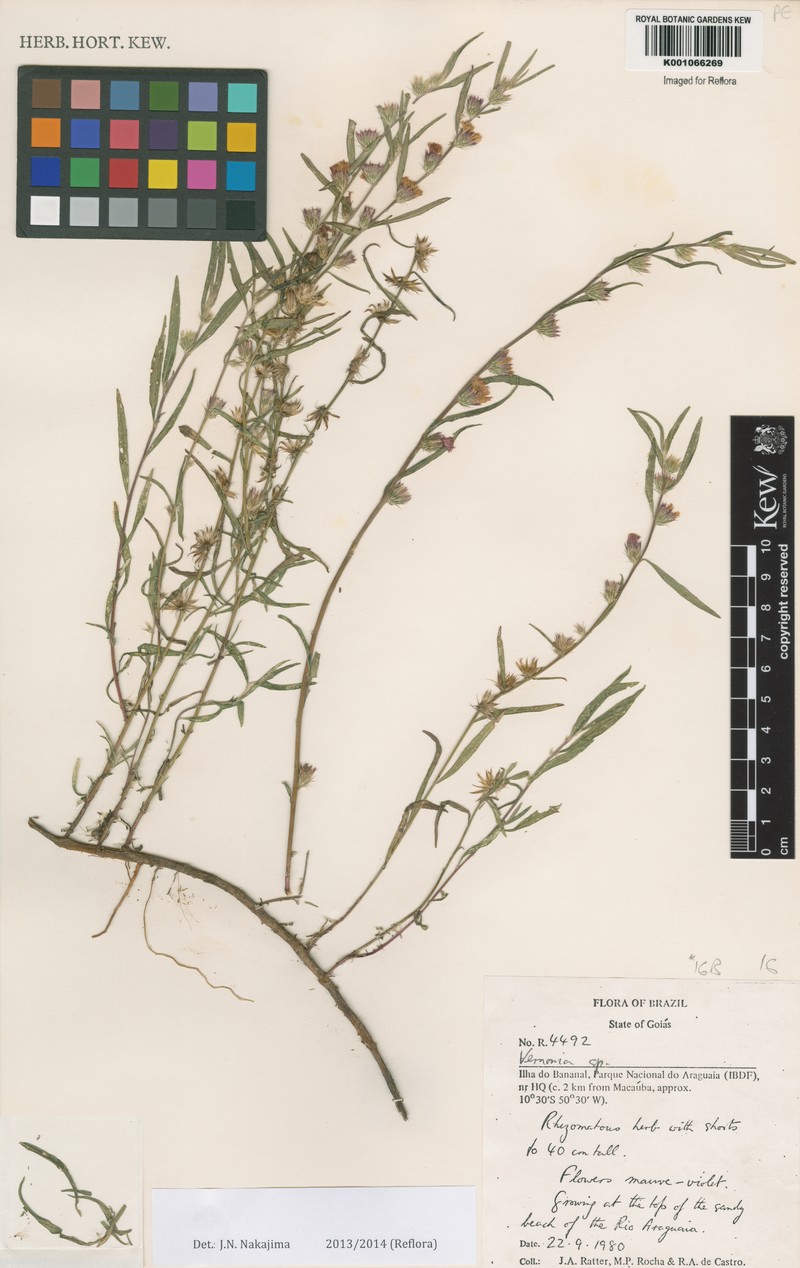 Lepidaploa silvae photo 2