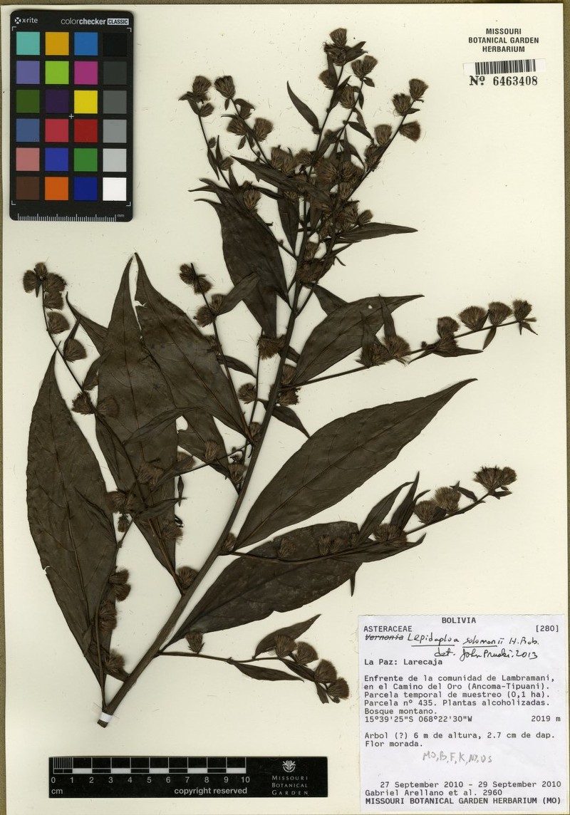 Lepidaploa solomonii