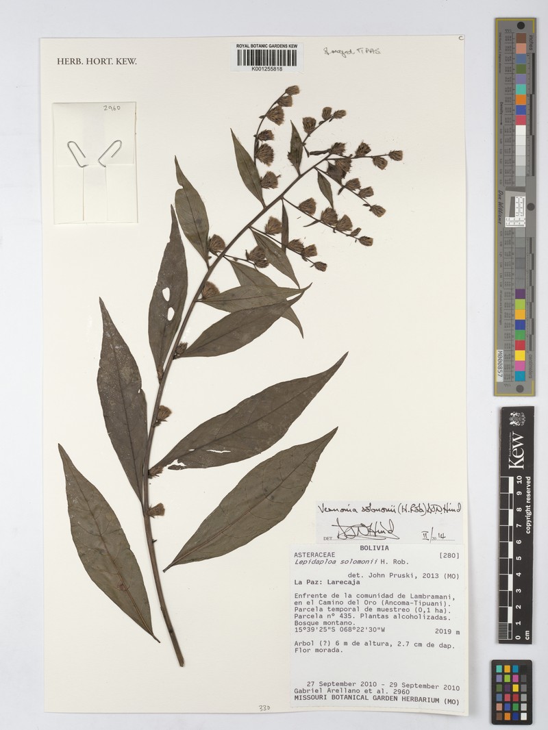 Lepidaploa solomonii photo 2