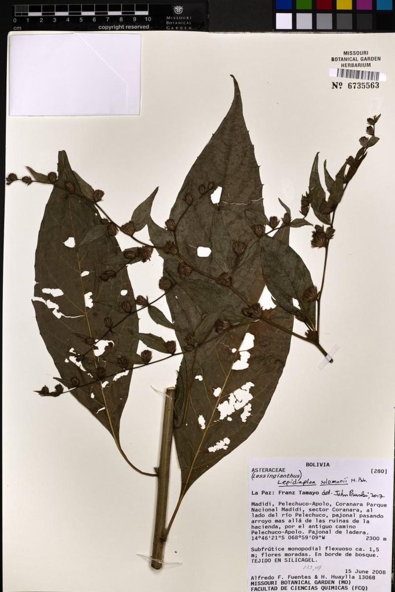 Lepidaploa solomonii photo 3