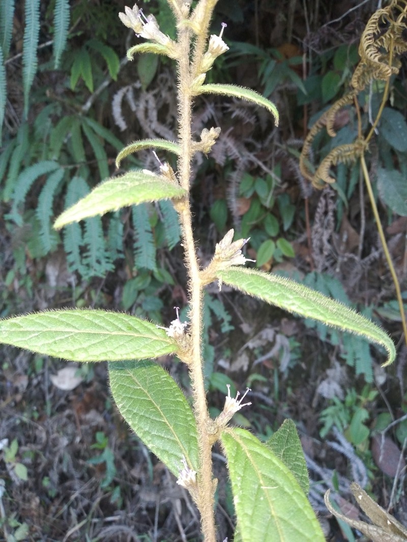 Lepidaploa sordidopapposa