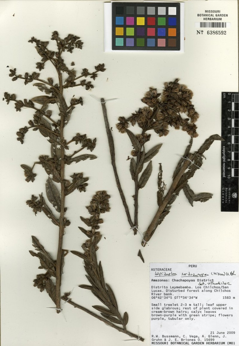 Lepidaploa sordidopapposa photo 2