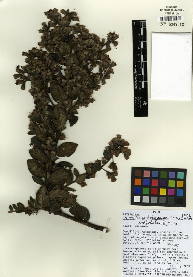 Lepidaploa sordidopapposa photo 3