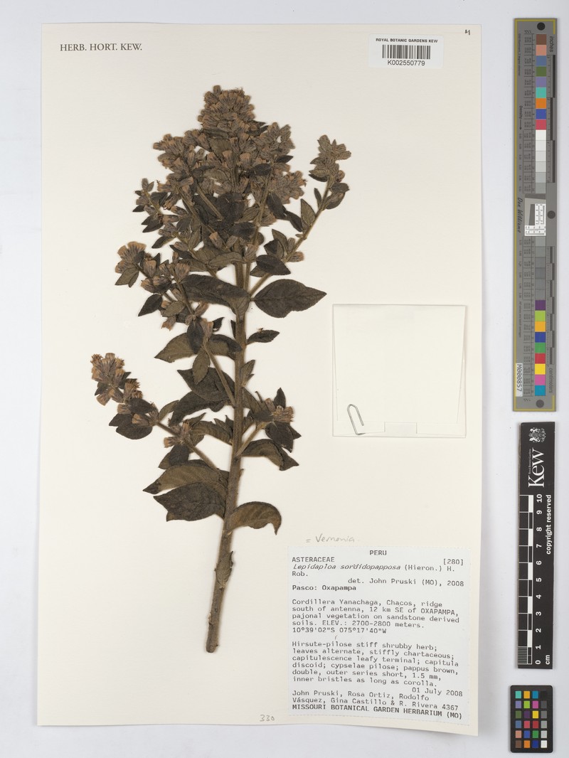 Lepidaploa sordidopapposa photo 4