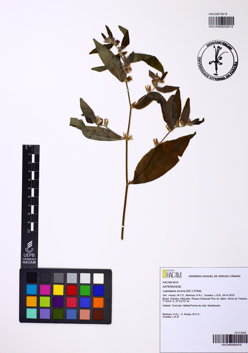 Lepidaploa sororia photo 3