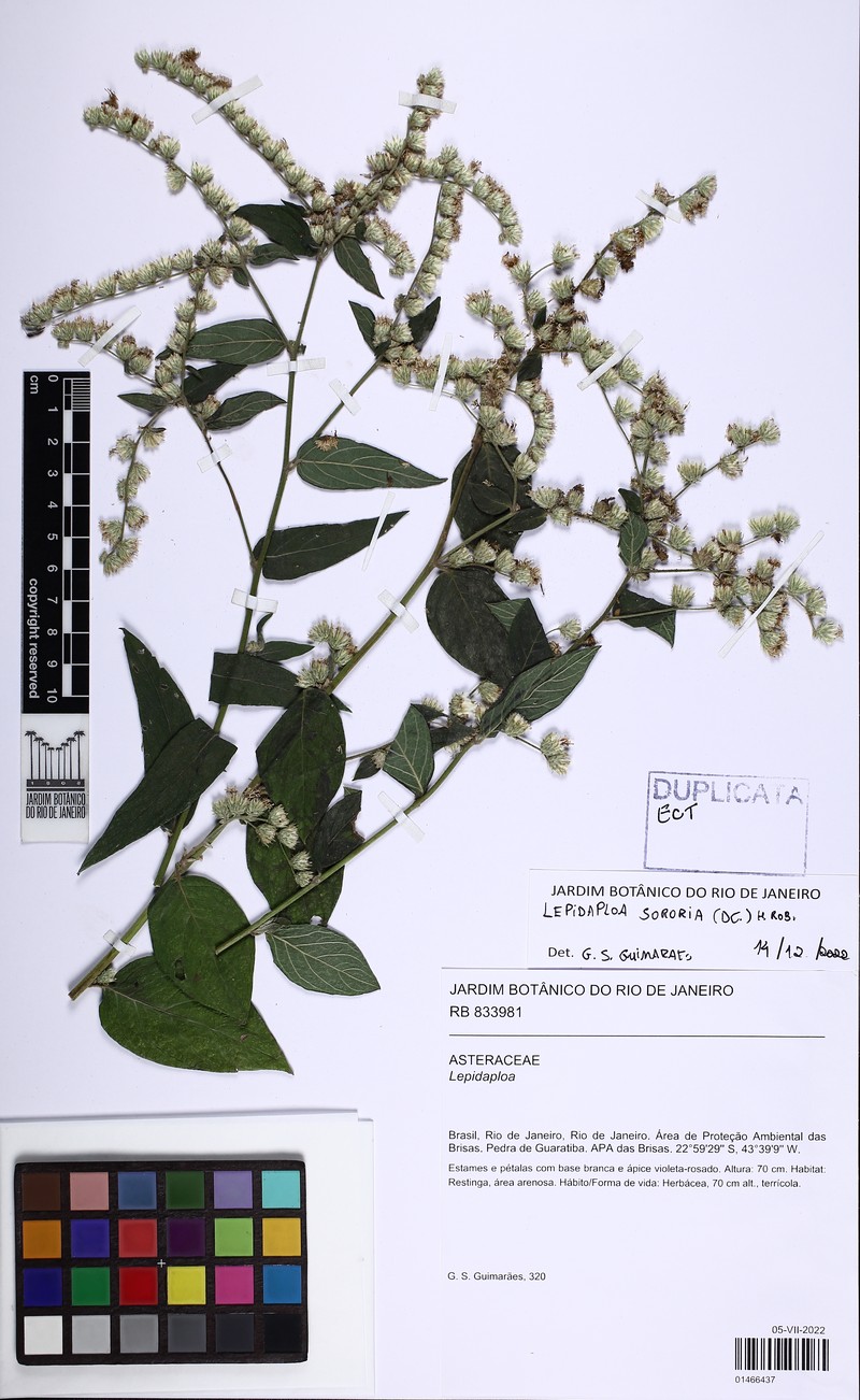 Lepidaploa sororia photo 4