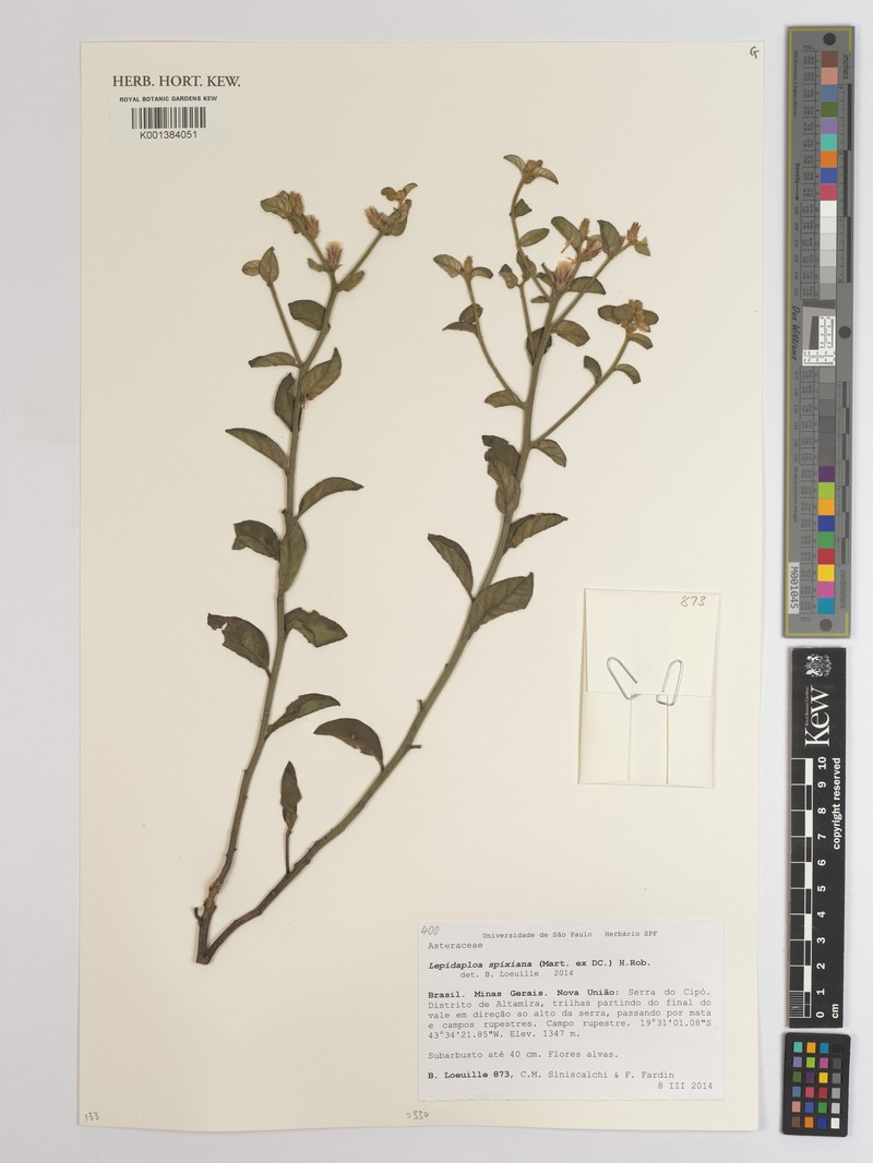 Lepidaploa spixiana