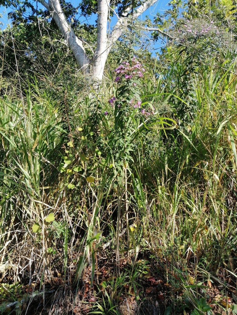 Lepidaploa sprengeliana