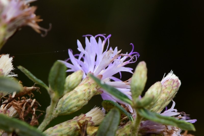Lepidaploa sprengeliana photo 2